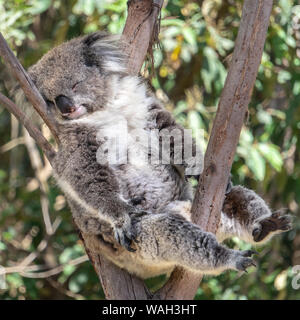 Schlafenden Koala im Baum Stockfoto