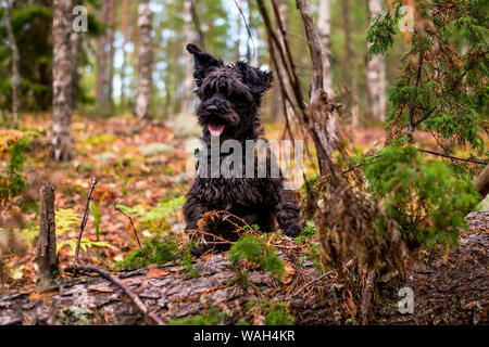 Happy winzige schwarze Zwergschnauzer Hund im Wald sitzen. Stockfoto