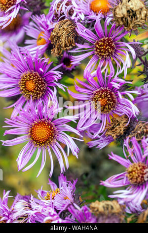 New England Aster, Symphyotrichum novae-angliae 'Purple Dome' Asters Stockfoto