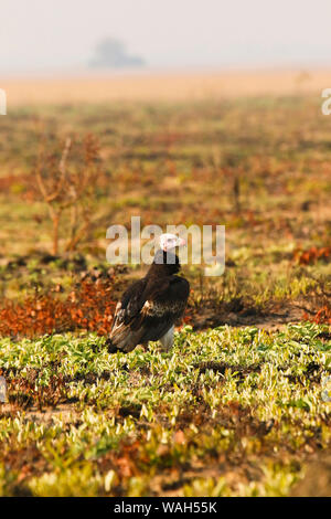 White-Headed Geier (Trigonoceps occipitalis), Busanga Plains. Kafue National Park. Sambia Stockfoto