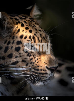 Weibliche Amur Leoparden (Nahaufnahme) Stockfoto