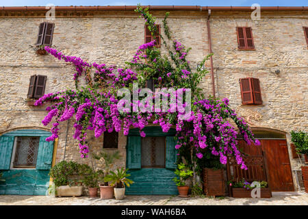 Big Pink Bougainvillea Baum auf der Wand von einem alten Haus mit grünen Fensterläden in Fermo, Italien. Stockfoto