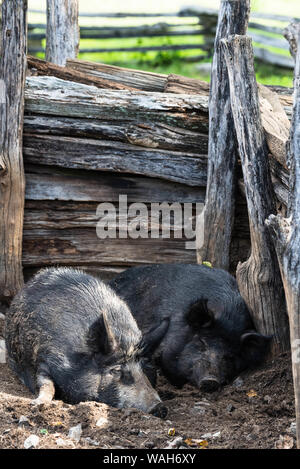 Zwei Schweine schlafend in Ihrem Schweinestall auf der Farm an der Booker T Washington Memorial Stockfoto