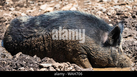 Schwein schlafend in einer schlammigen Schweinestall auf der Farm an der Booker T Washington Memorial. Stockfoto