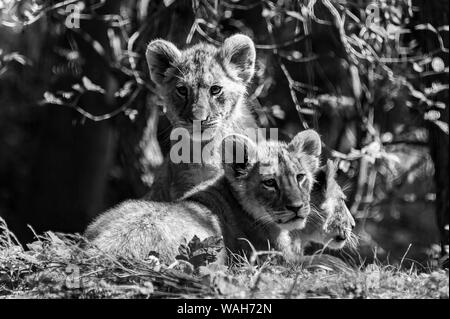 Schwarzweiß gedreht von drei Löwinnen bei Port Lympne finden Stockfoto