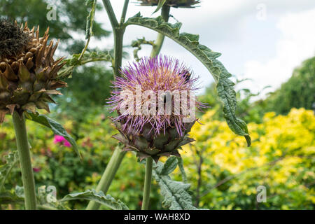Hummeln Nektar sammeln auf eine Artischocke (Cynara corduculus Thistle) Großbritannien. Stockfoto