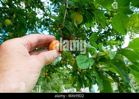 Kommissionierung Kirschen Pflaumen (Prunus cerasifera), Somerset, England, UK. Stockfoto