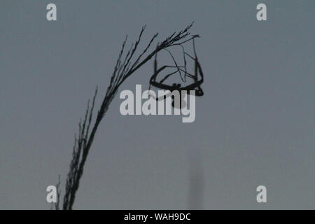 Große Spinne hängen von Gras. Silhouette von Spider in der Dunkelheit. Stockfoto