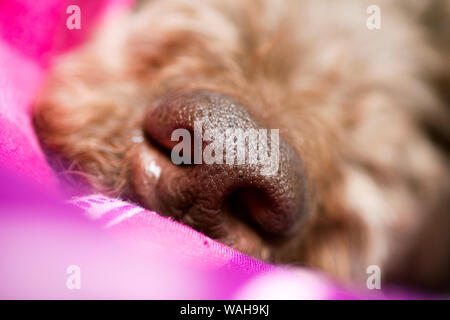 Brauner hund Nase Makro portrait Lagotto Romagnolo 50 Megapixel hochwertige Drucke Stockfoto