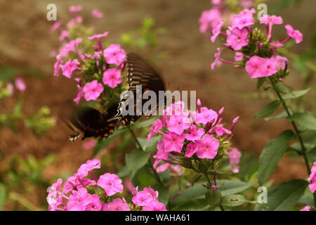 Schwalbenschwanz Schmetterlinge auf rosa Garten Phlox in voller Blüte Stockfoto