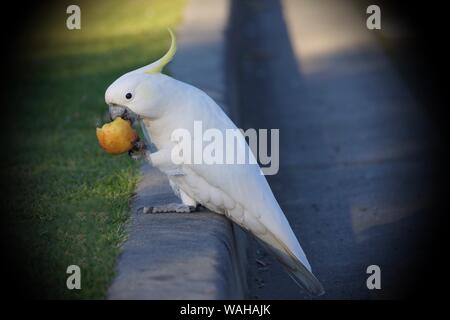 Schwefel crested Cockatoo am Rande eines Parks genießen Sie ein Apple Stockfoto