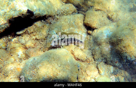 Tentacled Blenny - (Parablennius Tentacularis) Stockfoto