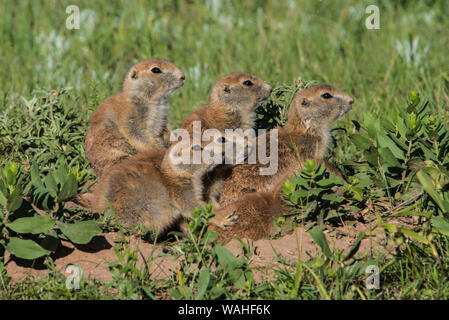 Schwarz-tailed Präriehunde (Cynomys ludovicianus), an den Eingang, Paririe, Sommer, Wind Cave National Park, S. Dakota, USA, von Bruce Montagne/Dembins Stockfoto