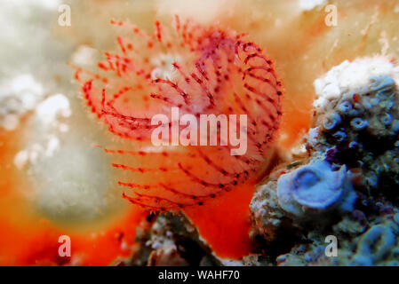 Rot-gepunktete Horseshoe Tubeworm (Protula tubularia) Stockfoto