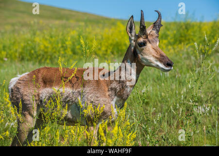 Pronghorn Antilope, Wiesen, Sommer, Custer State Park, S. Dakota, USA, von Bruce Montagne/Dembinsky Foto Assoc Stockfoto