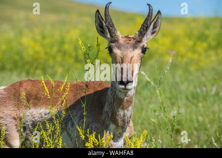 Pronghorn Antilope, Wiesen, Sommer, Custer State Park, S. Dakota, USA, von Bruce Montagne/Dembinsky Foto Assoc Stockfoto