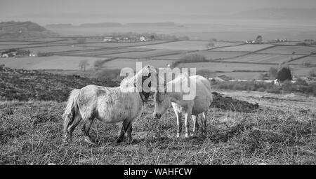Wild Welsh Ponys weiden auf der Halbinsel Gower, Wales: Schwarz & Weiß-Bild Stockfoto