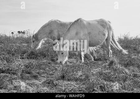 Wild Welsh Ponys weiden auf der Halbinsel Gower, Wales: Schwarz & Weiß-Bild Stockfoto