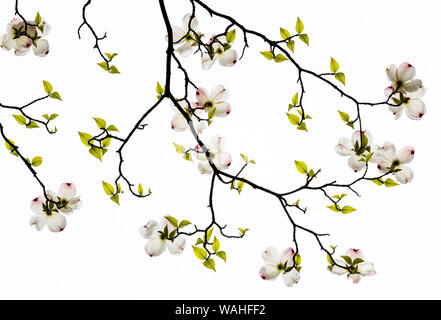 Östlichen blühende Hartriegel (Cornus Florida), Blüte, Frühling, östlichen Vereinigten Staaten, von Bruce Montagne/Dembinsky Foto Assoc Stockfoto