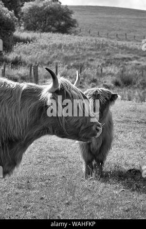 Schwarz-Weiß-Bild eines jungen Highland Kuh Kalb in der Gesellschaft von einem vorsichtig Mutter. Stockfoto