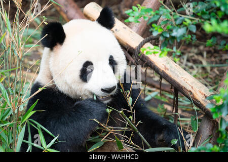 Portrait eines Panda essen Bambusblätter in Chengdu Sichuan China Stockfoto