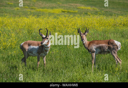 Pronghorn Antilope, Wiesen, Sommer, Custer State Park, S. Dakota, USA, von Bruce Montagne/Dembinsky Foto Assoc Stockfoto