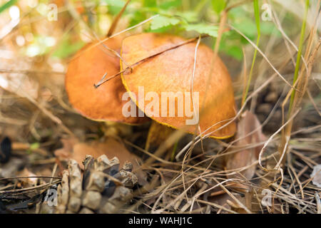 Pilze im Wald. Rutschige jack, suillus Luteus. Pilzsaison. Herbst Hintergrund. Symbol der Herbst. Pilzen. Essbare Pilze Hintergrund. Gesundes Essen. Vegetarische Close-up Stockfoto