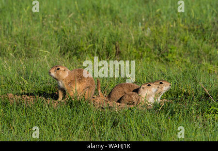 Schwarz-tailed Präriehunde (Cynomys ludovicianus), an den Eingang, Paririe, Sommer, Wind Cave NP, SD, von Bruce Montagne/Dembinsky Foto Assoc Stockfoto