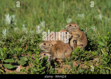Schwarz-tailed Präriehunde (Cynomys ludovicianus), an den Eingang, Paririe, Sommer, Wind Cave NP, SD, von Bruce Montagne/Dembinsky Foto Assoc Stockfoto