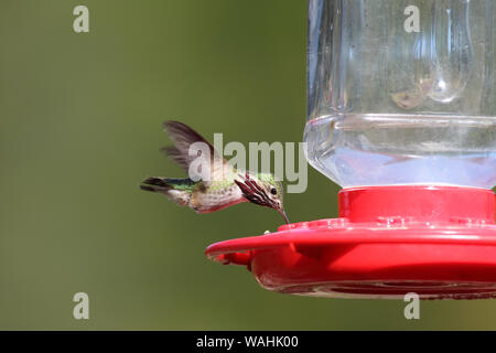 Eine charmante männlichen Calliope Hummingbird schwebt zu trinken am Schrägförderer Stockfoto