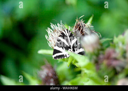 Euplagia quadripunctaria Jersey tiger Tag - fliegen Motten Stockfoto