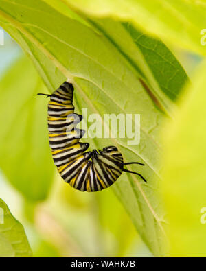 Ein Monarch butterfly Caterpillar in der j-Umwandlung in einen Kokon hängen von einem Blatt in einem Garten in Spekulant, NY, USA Stockfoto