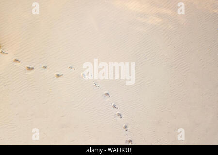 Top Luftaufnahme von fußspuren Fußspuren auf Sanddünen in der Wüste Stockfoto