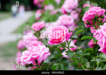 Rosa Rosen Bush und Wanderweg auf den Hintergrund. Stockfoto