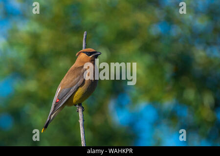 Cedar Waxwing Bombycilla cedrorum) klammert (Filiale über Feuchtgebiete Teich zu Willow, Castle Rock Colorado USA. Foto wurde taken​ im Juli. Stockfoto