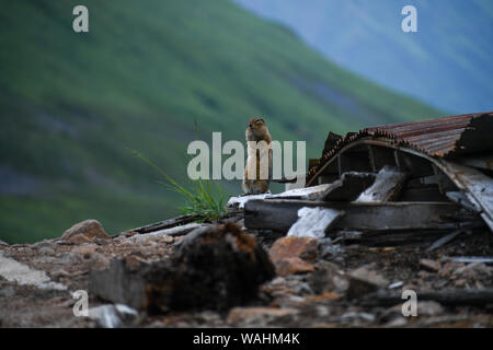 Arktische Erdhörnchen (Parka Eichhörnchen) bis im Regen in der Nähe von ein paar alten Goldminen in Hatcher Pass Road und Unabhängigkeit thront. Stockfoto