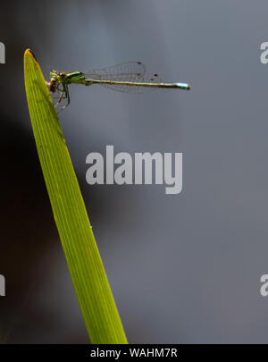 Blue tailed damselfly (Ischnura elegans) auf ein Blatt des grünen Gras oben schließen Stockfoto