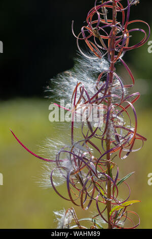 Fireweed anlage Eisstockschießen bis zu weißen flaumigen Samen in ein Feld im Spätsommer in Algonquin Park Ontario Stockfoto