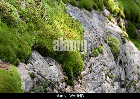 Nadelkissen Moss (Leucobryum glaucum) wächst auf einem Stein Ledge, Isle Au Haut, Maine. Stockfoto