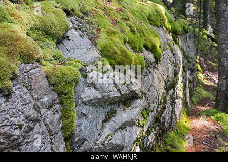 Nadelkissen Moss (Leucobryum glaucum) wächst auf einem Stein Ledge, Isle Au Haut, Maine. Stockfoto