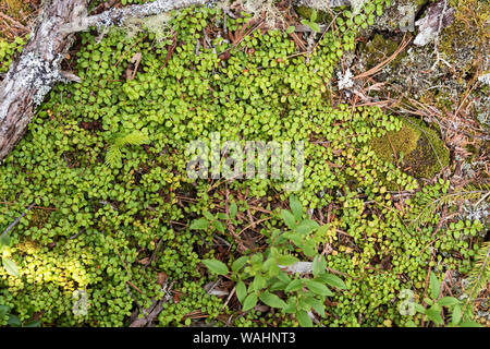 Schleichende Snowberry (Gaultheria hispidula), Isle Au Haut, Maine, USA Stockfoto