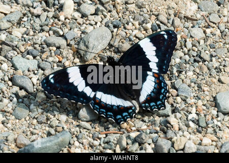 White Admiral Schmetterling (Limenitis arthemis Arthemis), Acadia National Park, Isle Au Haut, Maine. Stockfoto