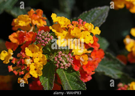 Orange, Rot und Gelb Lantana camara Blume in der Verbena oder Familie Verbenaceae manchmal als Wilde, Roter oder Weißer Salbei, tickberry oder umbelanterna Stockfoto