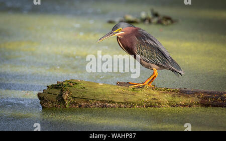 Ein Reiher in Florida Stockfoto