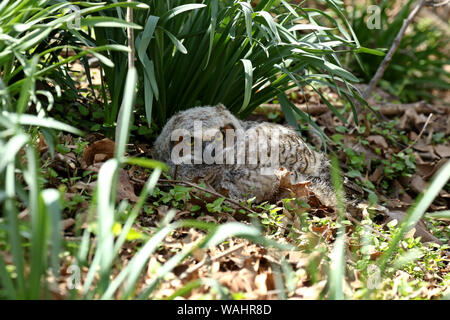 Große gehörnte owlet Stockfoto