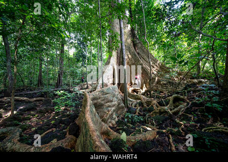 Nam Cat Tien Nationalpark, Provinz Dong Nai, Vietnam, 17. August 2019: weibliche Touristen erkunden Regenwälder und riesigen Baum Tetrameles nudiflora Stockfoto