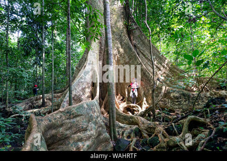 Nam Cat Tien Nationalpark, Provinz Dong Nai, Vietnam, 17. August 2019: weibliche Touristen erkunden Regenwälder und riesigen Baum Tetrameles nudiflora Stockfoto