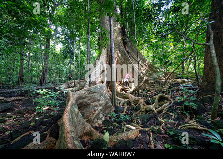 Nam Cat Tien Nationalpark, Provinz Dong Nai, Vietnam, 17. August 2019: weibliche Touristen erkunden Regenwälder und riesigen Baum Tetrameles nudiflora Stockfoto