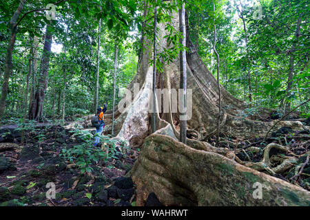 Nam Cat Tien Nationalpark, Provinz Dong Nai, Vietnam, 17. August 2019: weibliche Touristen erkunden Regenwälder und riesigen Baum Tetrameles nudiflora Stockfoto