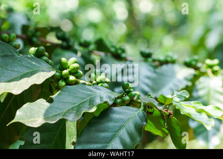 Grüne Kaffeebohnen auf Baum im Garten Stockfoto